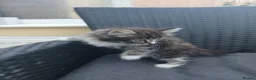 Mixed Breed cats for sale: Maine coon xxx  - Advert 7