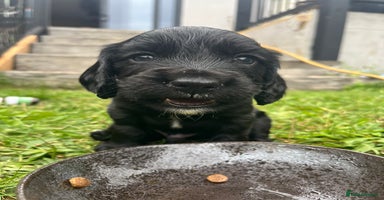 Cocker Spaniel dogs - Advert 11
