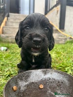 Cocker Spaniel dogs - Advert 5