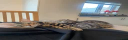 Bengal cats for sale:  Stunning Bengal kittens - Advert 2