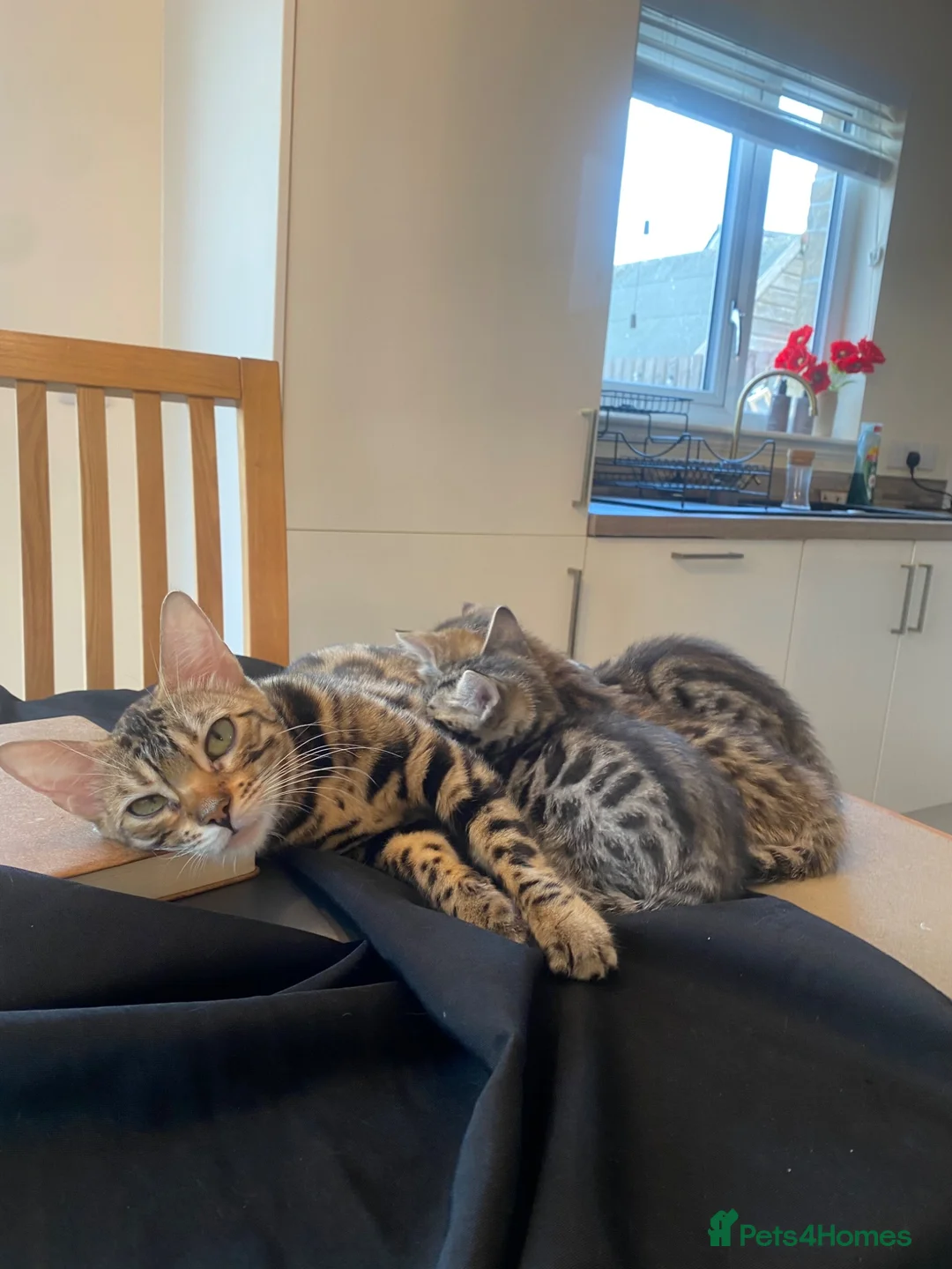Bengal cats for sale:  Stunning Bengal kittens - Advert 2