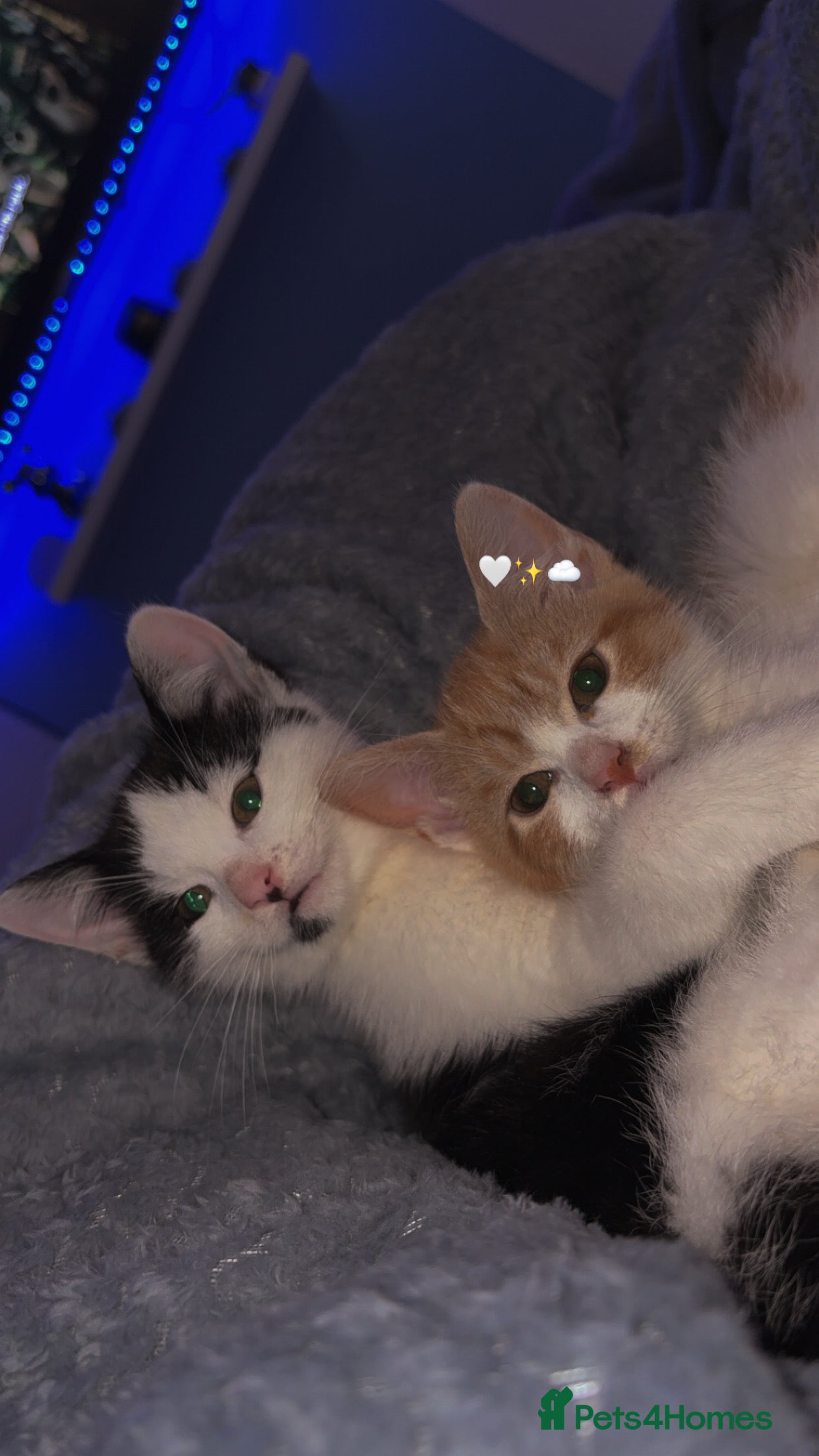 Mixed Breed cats Ninja & Nala  - Advert 1