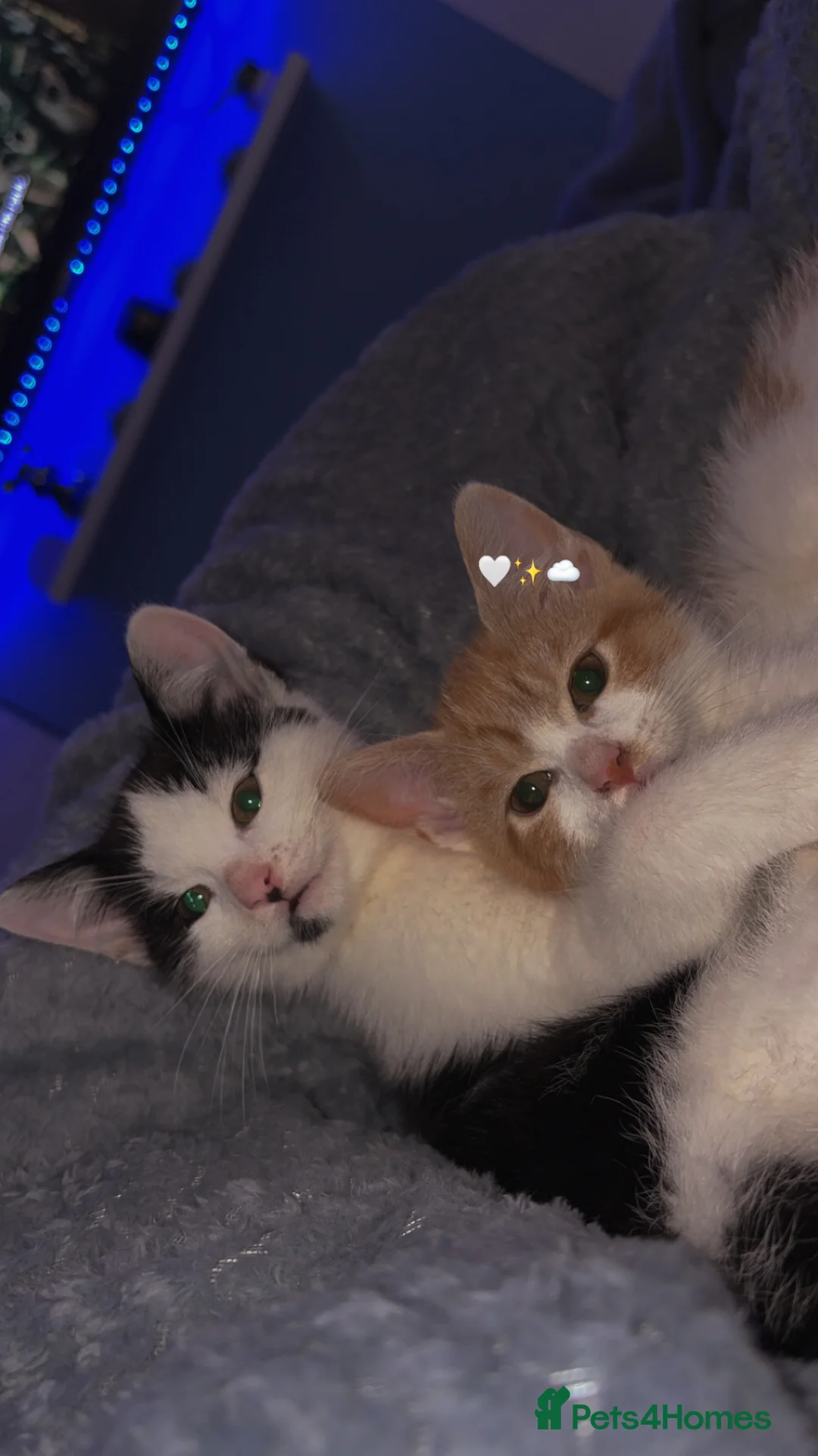 Mixed Breed cats for sale: Ninja & Nala  - Advert 1