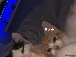 Mixed Breed cats Ninja & Nala - Advert 1