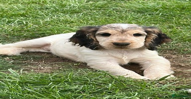 Cocker Spaniel dogs - Advert 16