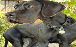 Great Dane dogs for sale: Female KC registered Great Dane - Image 3