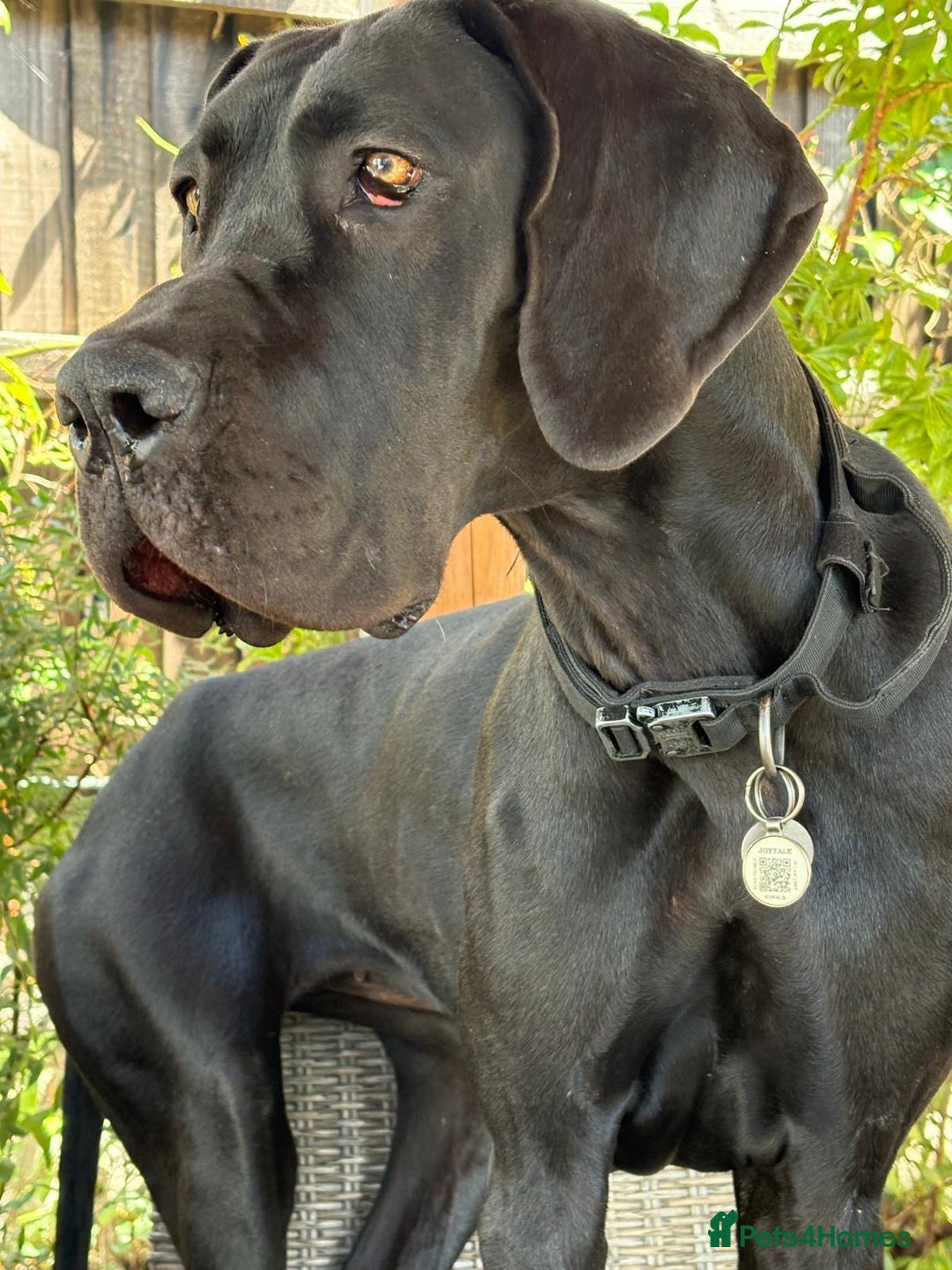 Great Dane dogs for sale: Female KC registered Great Dane - Image 3