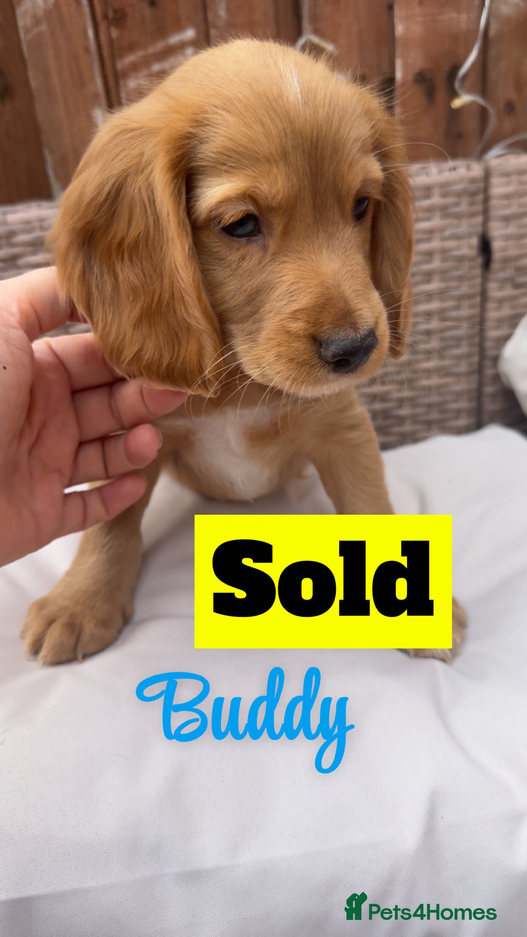 Cocker Spaniel dogs for sale: *1 Puppy left* Cocker spaniels READY TO LEAVE  - Image 9