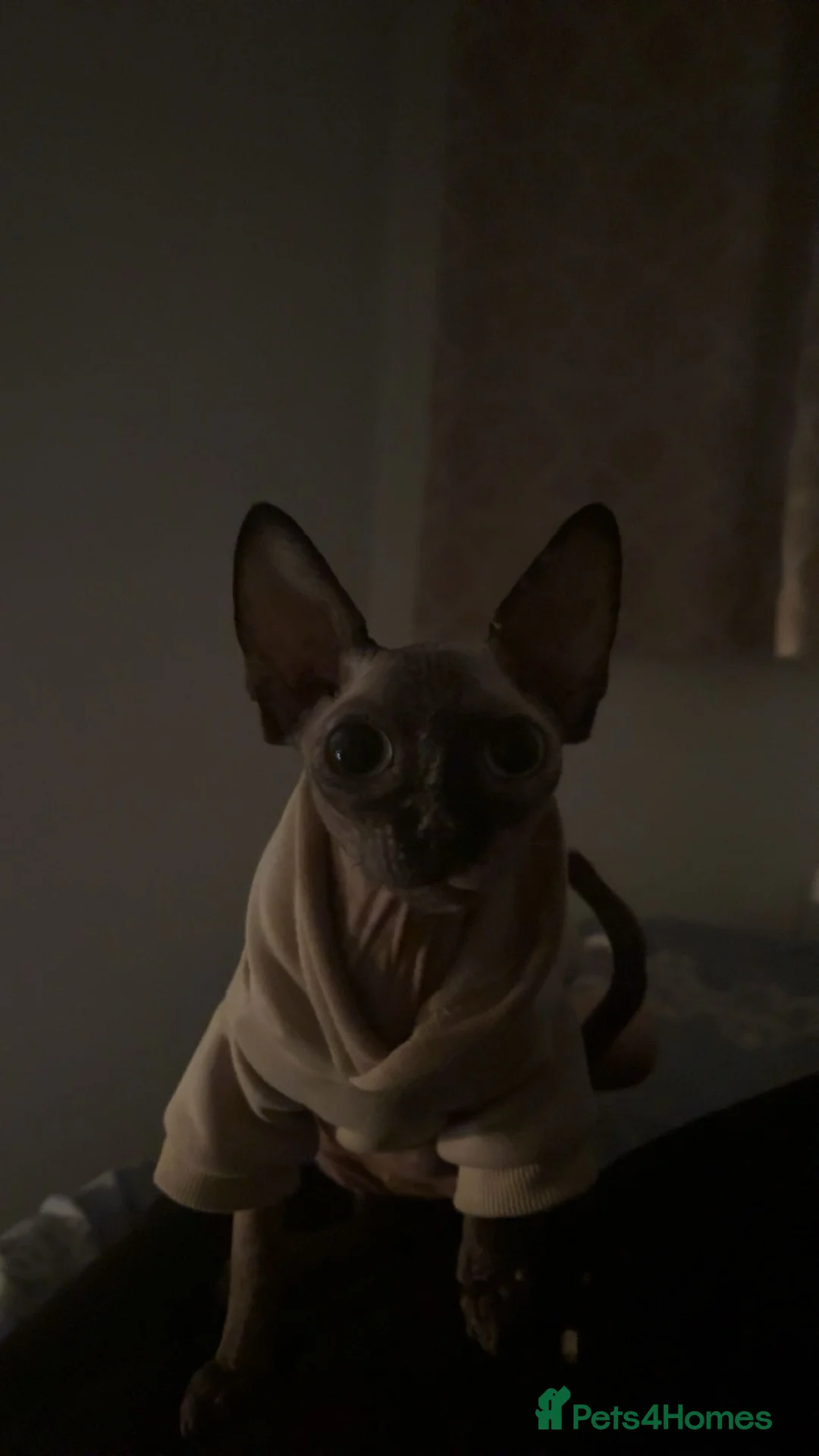 Sphynx cats for sale: Sphynx female cat - Advert 2