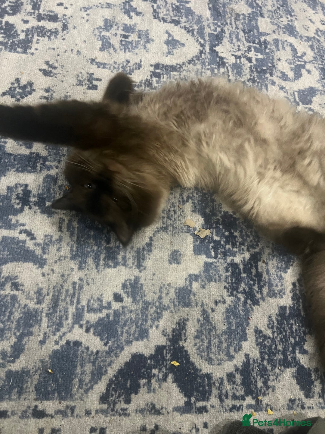 Ragdoll cats for stud: Stunning ragdoll for stud  - Image 13