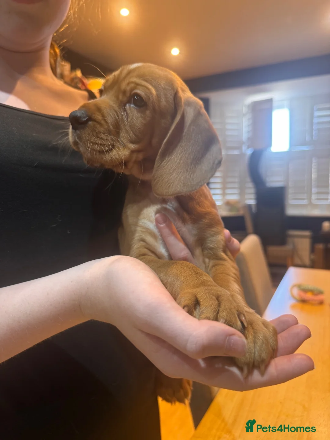 Cocker Spaniel dogs for sale: Two cocker spaniel brothers for sale in Ashford - Advert 8