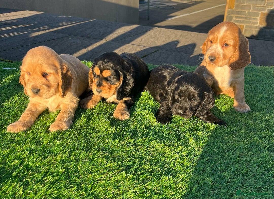 Cocker Spaniel dogs for sale: KC Registered Show Type Cocker Spaniels - Advert 14