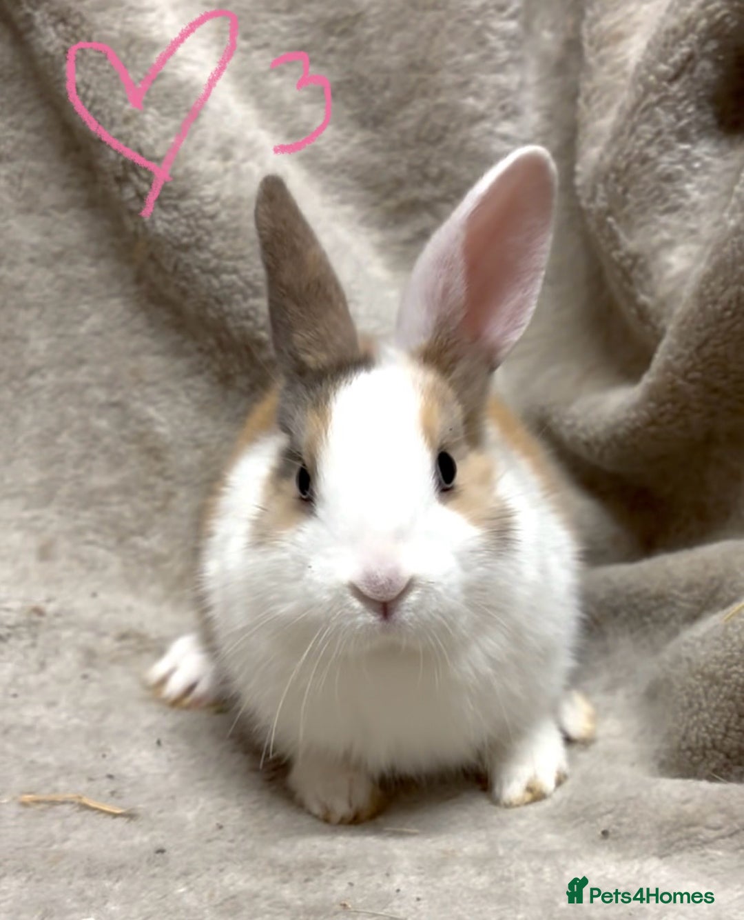 Mixed Breed rabbits for sale: 4 Beautiful baby mix breed bunnies  - Advert 13