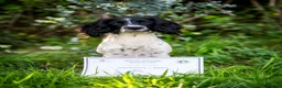 English Springer Spaniel dogs for stud: Exciting English Springer Spaniel for Stud - Advert 6