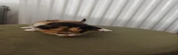 Mixed Breed cats for sale: 1x Longhair Ginger 3x Calico Tricolour Kittens! - Advert 21