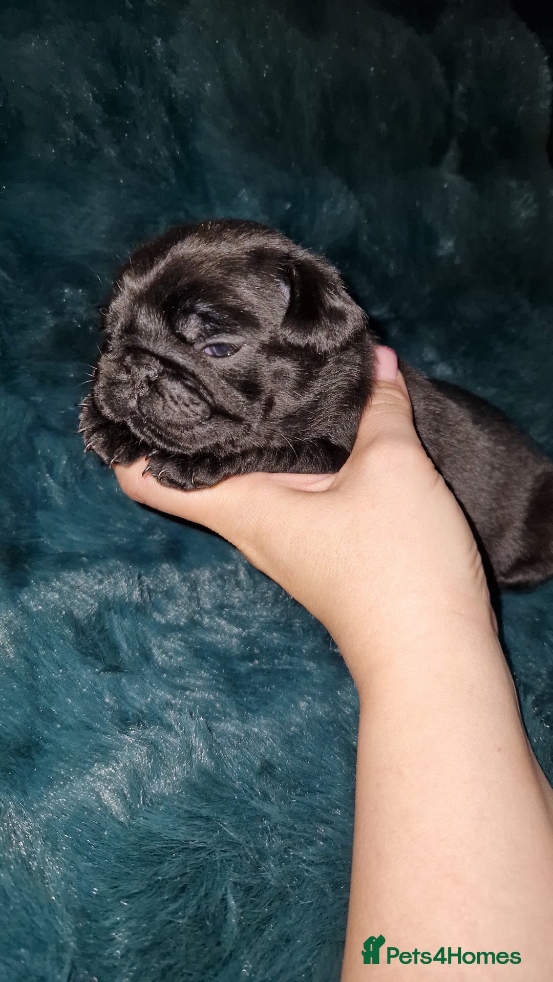 Pug dogs for sale: 2 Adorable pug puppies for sale  - Advert 18