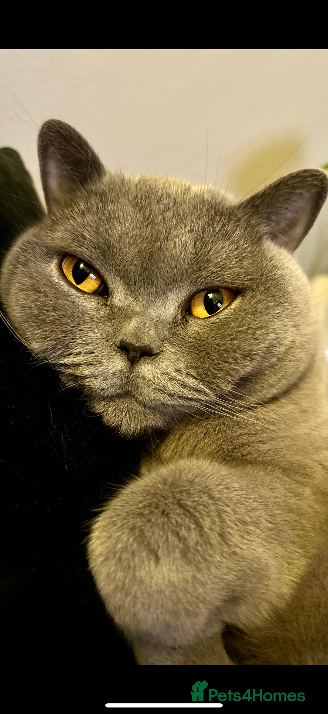 British Shorthair cats for sale: 2 cuddly bsh best friends  - Advert 6