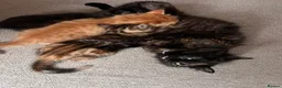 Mixed Breed cats for sale: Two beautiful kittens for sale  in Colchester - Advert 2