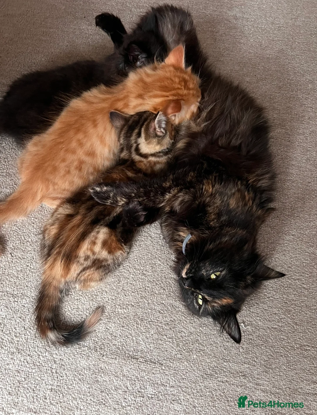 Mixed Breed cats for sale: Two beautiful kittens for sale  in Colchester - Advert 2