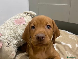 Hungarian Vizsla dogs Beautiful KC Red Hungarian Vizsla Puppies - Advert 5