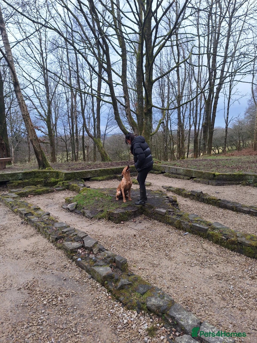 Labrador Retriever dogs for sale: Labrador Bitch 8 months old - Advert 9