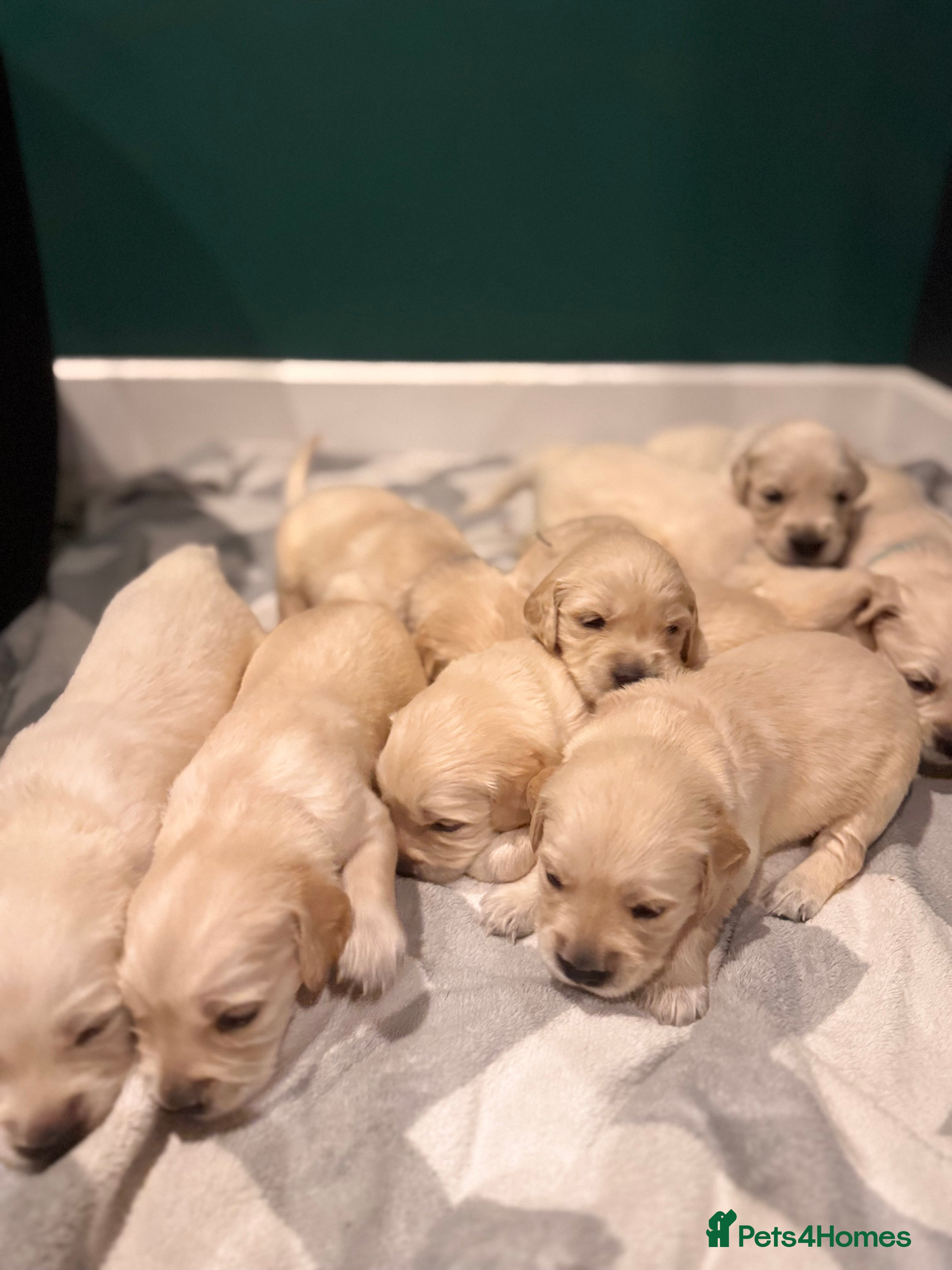 Golden Retriever dogs Champion line-KC Reg. Golden Retriever Puppies💖💙 - Advert 5