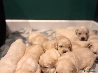Golden Retriever dogs Champion line-KC Reg. Golden Retriever Puppies💖💙 - Advert 5