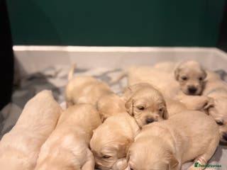 Golden Retriever dogs Champion line-KC Reg. Golden Retriever Puppies💖💙 - Advert 8