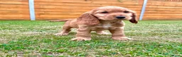 Cocker Spaniel dogs for sale: KC Registered Show Cockerspaniel Babies 🐾🐾🐾 - Advert 5
