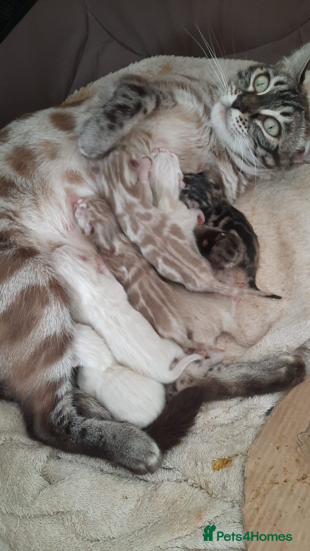 Bengal cats for sale: Beautiful Girl Looking For A New Home - Advert 6