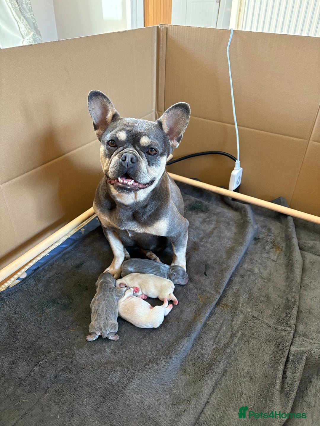 French Bulldog dogs for sale: French Bulldog Puppies - Image 6