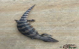 Skink reptiles for sale: Australian Eastern Blue Tongue Skink babies - Image 10