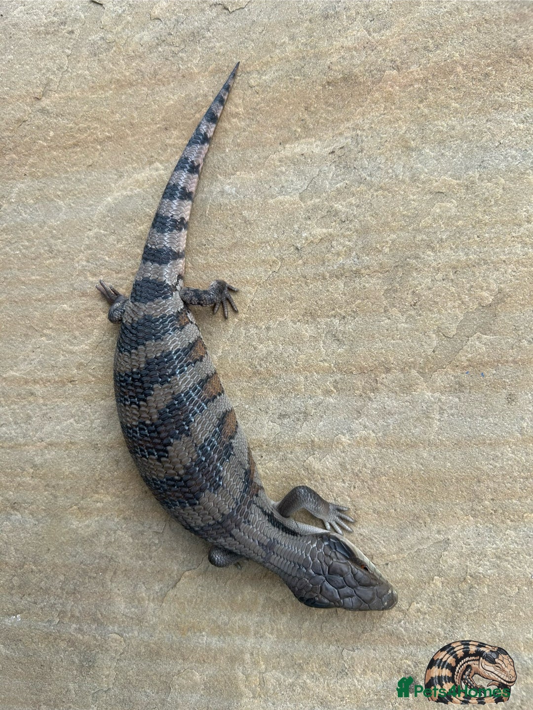 Skink reptiles for sale: Australian Eastern Blue Tongue Skink babies - Image 10