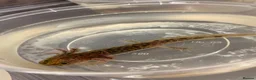 Axolotl reptiles for sale: Baby Axolotol’s  - Advert 5