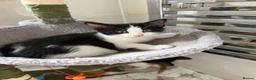 Domestic Shorthair cats for sale: 2 black and white girls kittens for sale - Advert 2