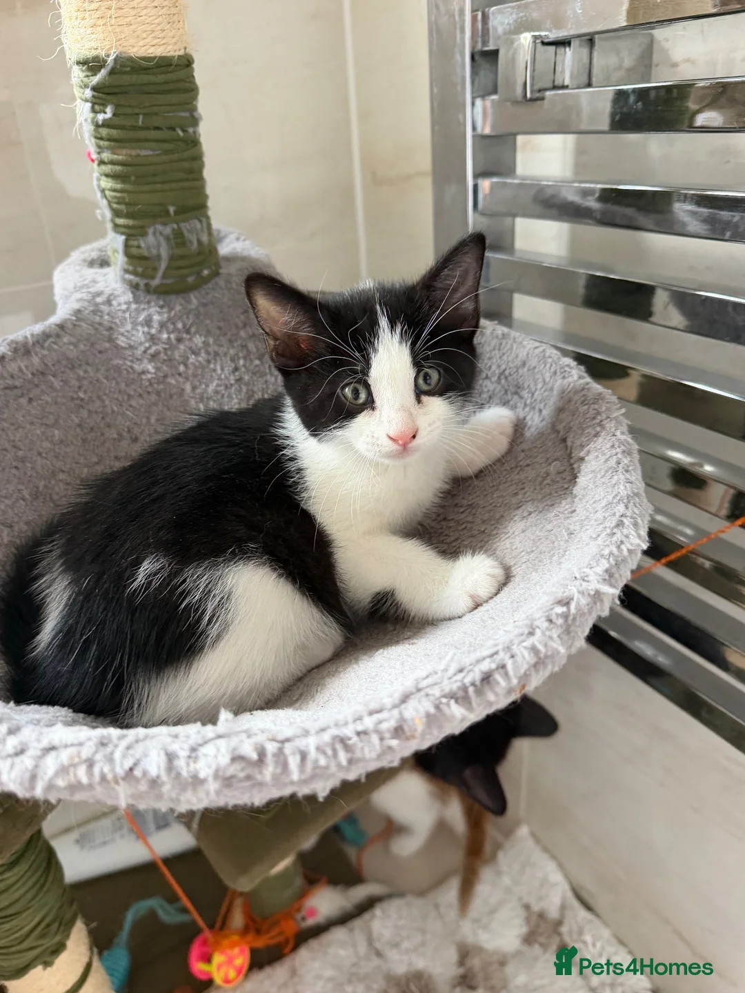 Domestic Shorthair cats for sale: 2 black and white girls kittens for sale - Advert 2