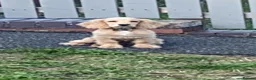 Cocker Spaniel dogs for sale: Beautiful Cocker Spaniel Puppies - Advert 9