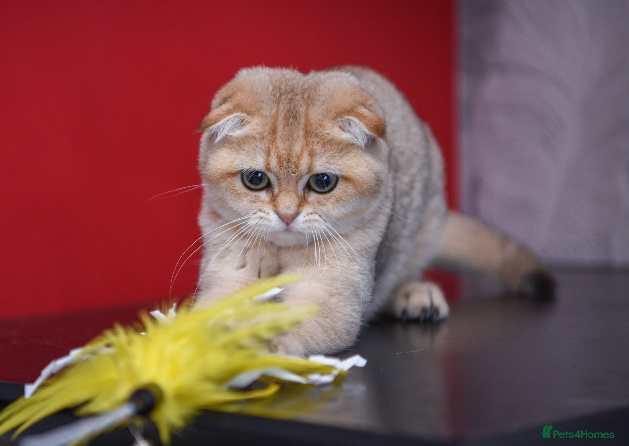 Scottish Fold cats Golden and silver Scottish fold / straight girls  - Advert 2
