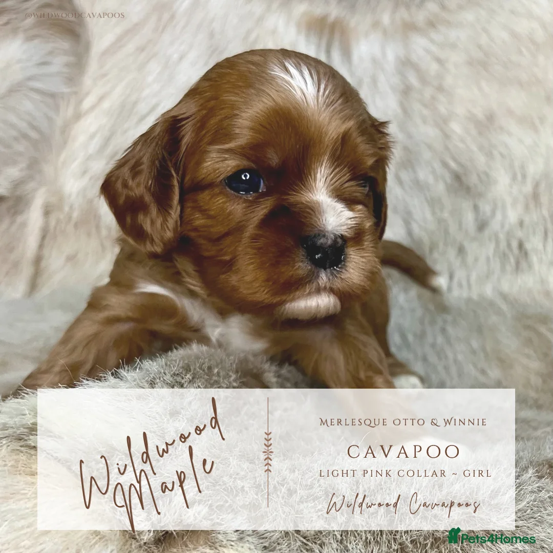 Cavapoo dogs for sale: 5 ⭐️ LICENSED BREEDER HEALTH TESTED F1b CAVAPOOS - Advert 9