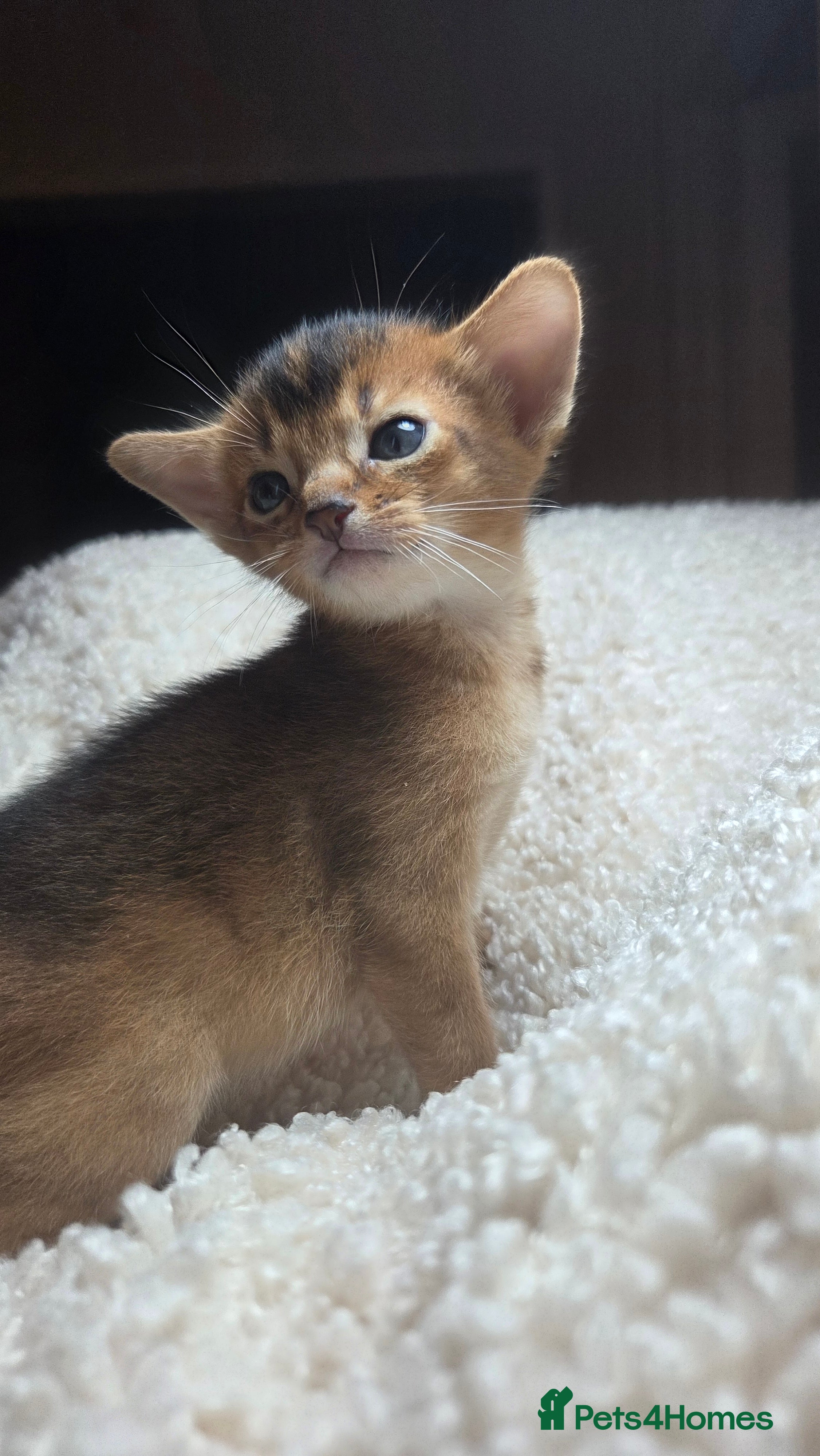 Abyssinian cats TICA-registered Abyssinian kittens - Advert 7