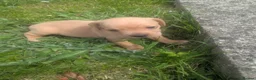 Mixed Breed dogs for sale: Cavipoo/jack's small breed in Llangefni - Advert 9
