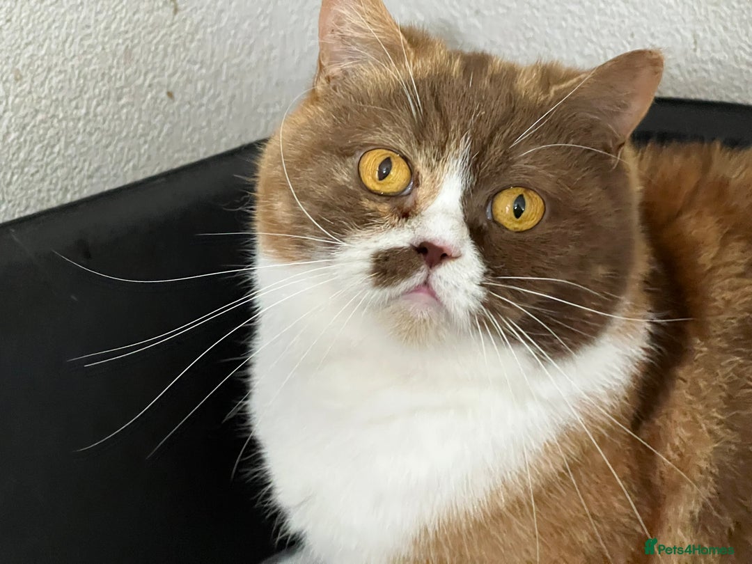 British Longhair Retired British Shorthair For Sale 1+ Thousand