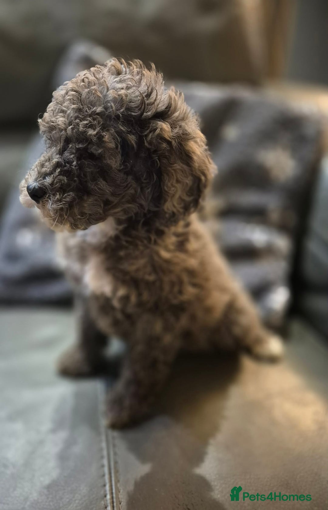 Cockapoo dogs for sale: Beautiful Cockapoo Puppies Ready Now  - Advert 6