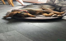 Mixed Breed dogs for adoption: URGENT HELP FOR MAX NEEDED.  in Nottingham - Image 7