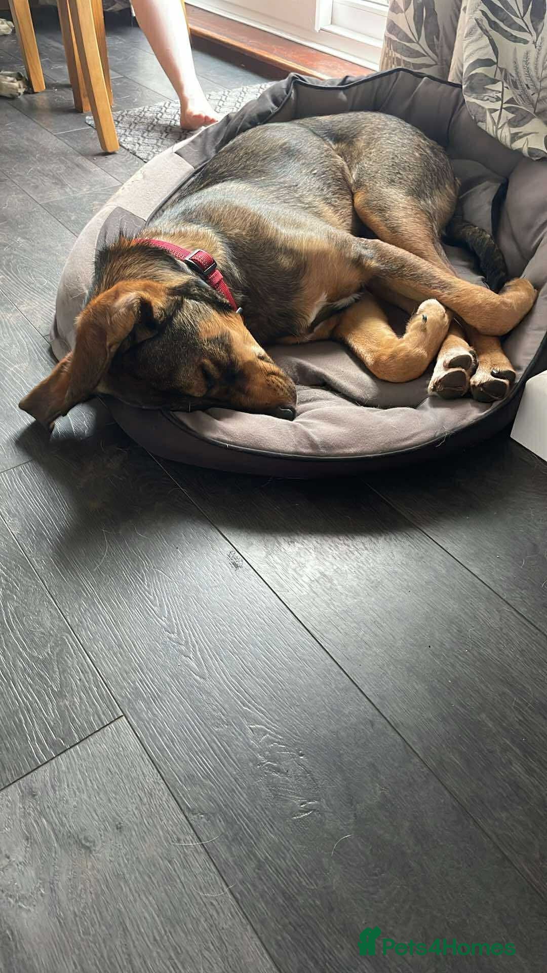 Mixed Breed dogs for adoption: URGENT HELP FOR MAX NEEDED.  in Nottingham - Image 7