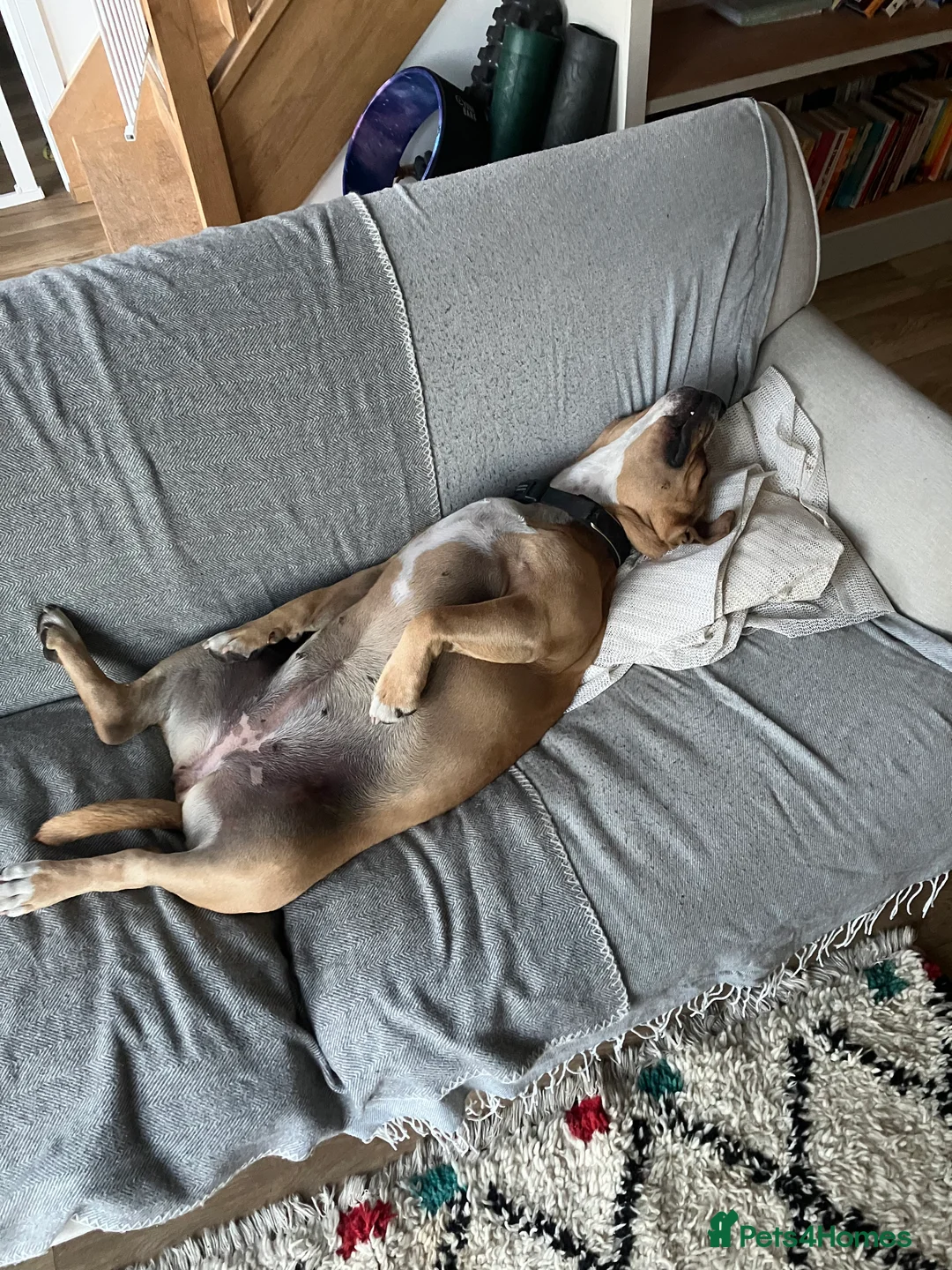 Staffordshire Bull Terrier dogs for sale: Ari - beautiful staffy cross - Advert 2