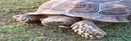 Tortoise reptiles for sale: 5yr old male sulcata tortoise  - Advert 2
