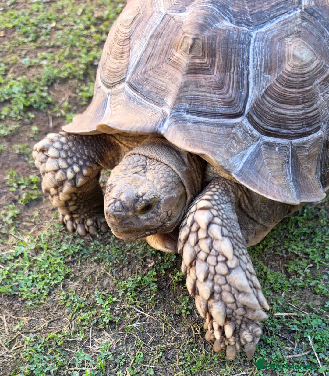 Tortoise reptiles for sale: 5yr old male sulcata tortoise  - Advert 2