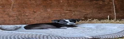 Mixed Breed dogs for sale: Stunning Kelpie lurchers  - Advert 25