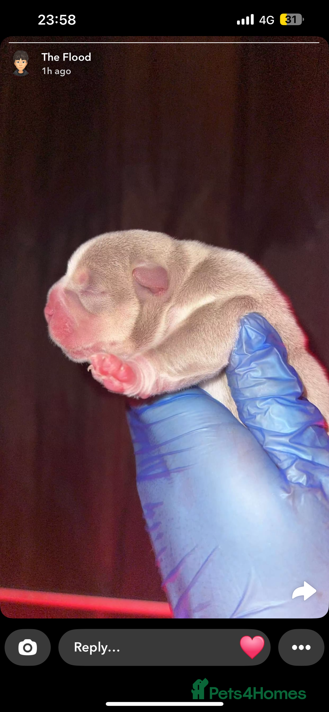 American Bully dogs for sale: 6 top quality  exotic bulls - Image 4